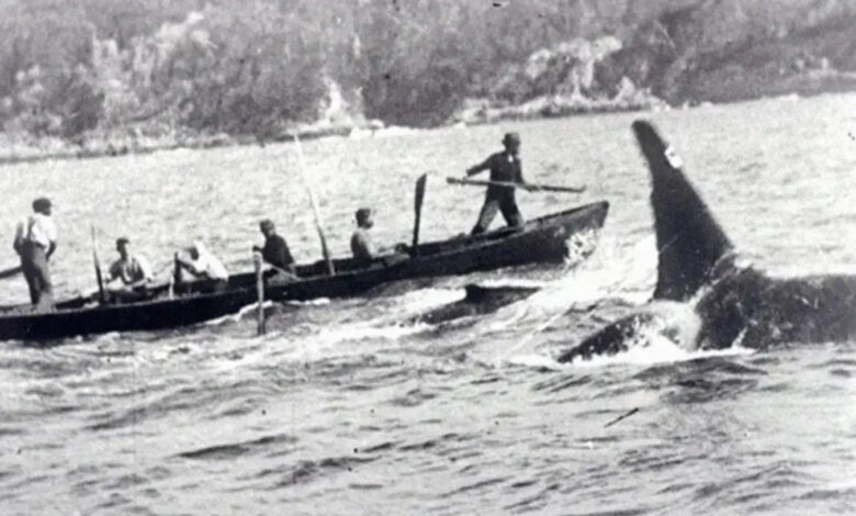 Orcas, baleias, Caça, Humanos antigos