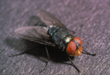 parasita carnívoro é detectado em humanos pela primeira vez nos EUA