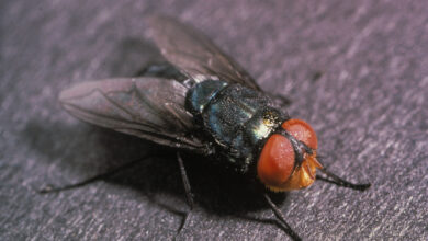 parasita carnívoro é detectado em humanos pela primeira vez nos EUA