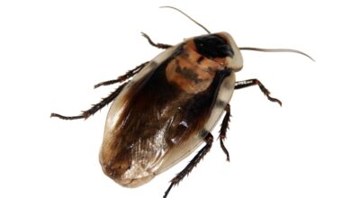 Especialista revela os perigos reais de pisar baratas e por que você nunca mais deve fazer