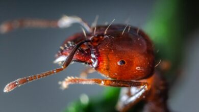 A picada desse inseto é considerada a mais dolorosa do mundo