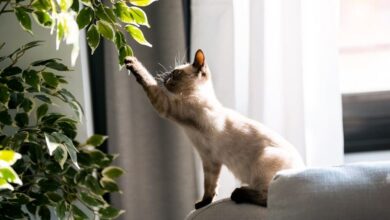 5 plantas perigosas que você não deve ter em casa com pets