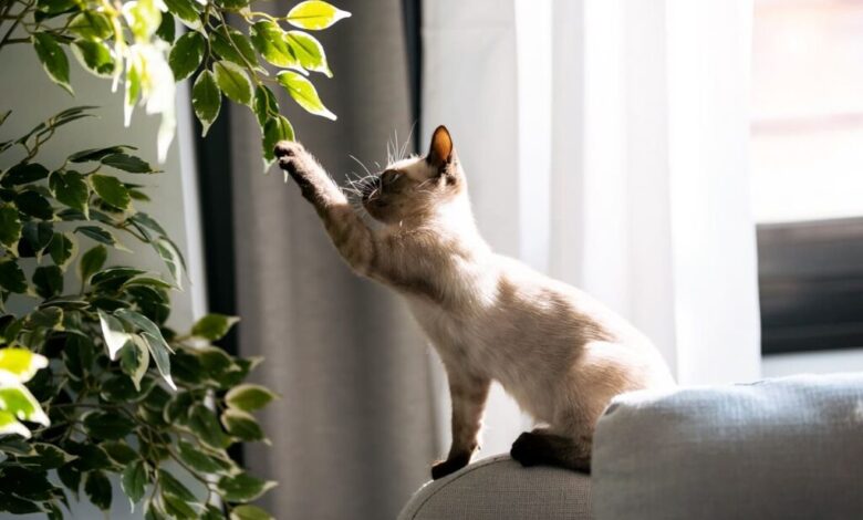 5 plantas perigosas que você não deve ter em casa com pets
