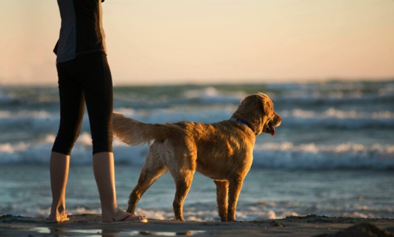 O que significa quando o seu cachorro não para te seguir?