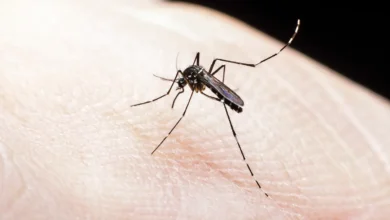 Descubra por que os mosquitos parecem preferir certas pessoas