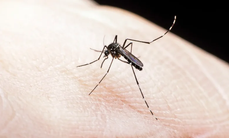 Descubra por que os mosquitos parecem preferir certas pessoas
