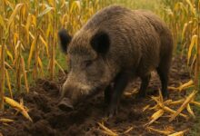 praga, javali, Brasil.