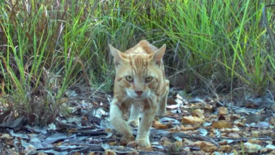 Gatos selvagens, Austrália, Robôs