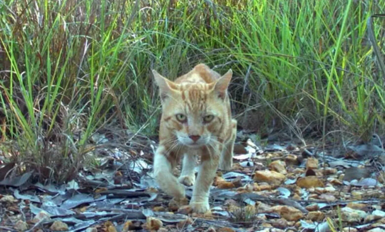 Gatos selvagens, Austrália, Robôs