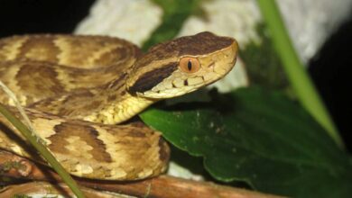 Essa serpente causa a maioria dos acidentes no Brasil inteiro