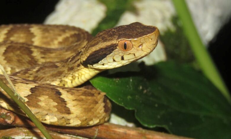 Essa serpente causa a maioria dos acidentes no Brasil inteiro