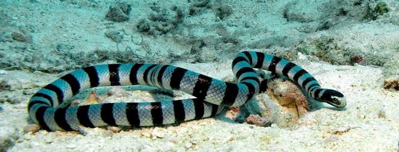 Serpente marinha