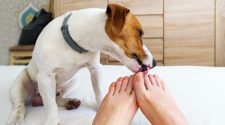 O que significa quando um cão lambe seus pés, segundo especialistas
