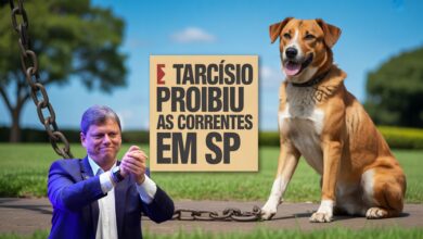São Paulo proíbe acorrentar cães e gatos com nova lei. Norma define regras de contenção temporária e prevê punições severas.