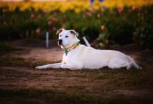 Veterinário emociona todo mundo ao revelar como cães vivem os últimos momentos