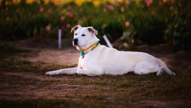 Veterinário emociona todo mundo ao revelar como cães vivem os últimos momentos