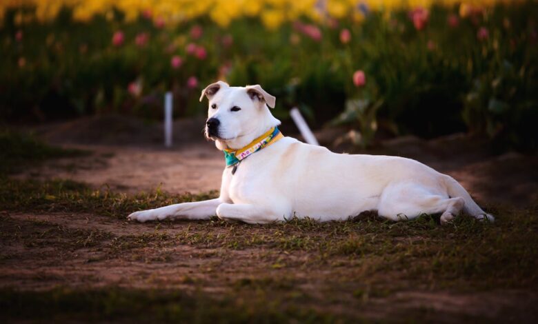 Veterinário emociona todo mundo ao revelar como cães vivem os últimos momentos