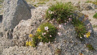 Planta que desapareceu com os mamutes foi ressuscitada após 32 mil anos