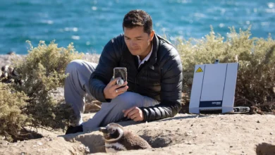 O guardião dos pinguins que inspira o mundo: um biólogo argentino reconhecido por seu trabalho para proteger a espécie