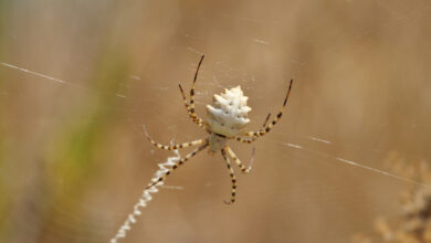 Por que você não deve matar as aranhas que aparecem na sua casa