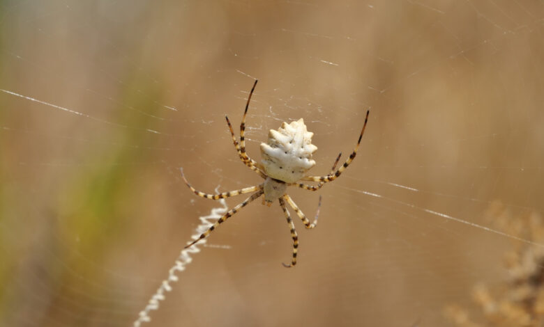 Por que você não deve matar as aranhas que aparecem na sua casa