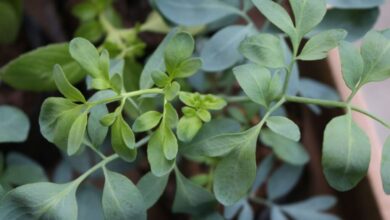 Por que recomendam guardar uma folha de arruda na carteira durante setembro e para que serve?