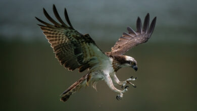 a maior águia do mundo aparece voando no Pantanal
