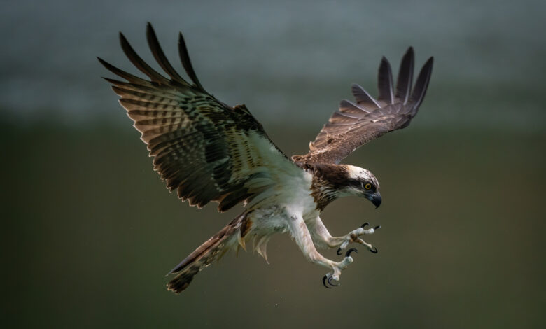 a maior águia do mundo aparece voando no Pantanal