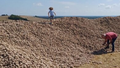 Batatas, Montanha de batatas, França, Agricultor