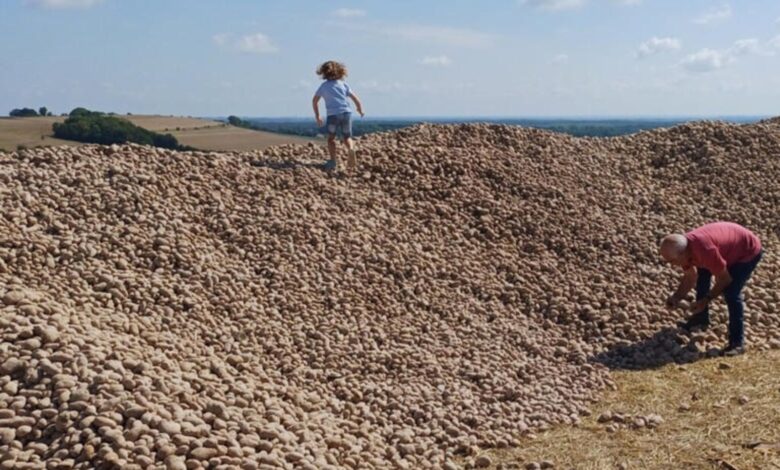Batatas, Montanha de batatas, França, Agricultor