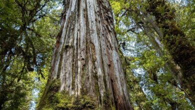 Esta árvore de mais de 5 mil anos testemunhou a ascensão e queda de um dos maiores impérios das Américas