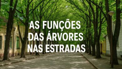 Árvores nas estradas, Rodovias, Estradas