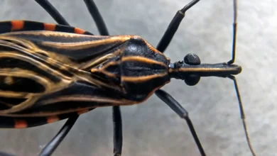 doença transmitida por insetos se espalha pelos EUA