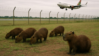 Capivaras em área próxima a pista de aeroporto, com aeronave ao fundo.