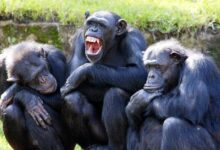 Humanos e chimpanzés realmente compartilham quase 99% do DNA?