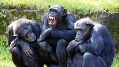 Humanos e chimpanzés realmente compartilham quase 99% do DNA?