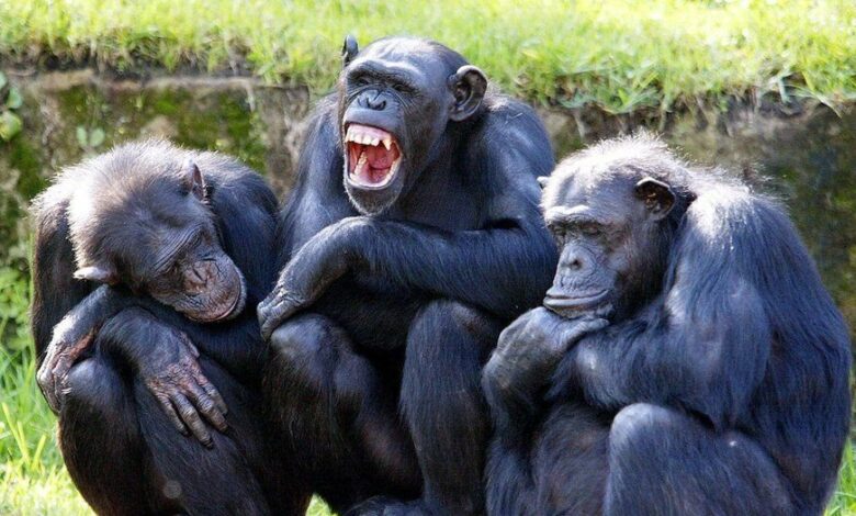 Humanos e chimpanzés realmente compartilham quase 99% do DNA?