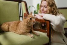 Cientistas finalmente revelam nova forma para conseguir conversar com seu gato