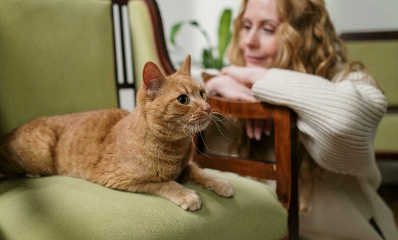 Cientistas finalmente revelam nova forma para conseguir conversar com seu gato