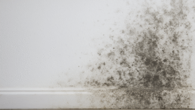 Como tirar o mofo da parede de forma prática e muito simples