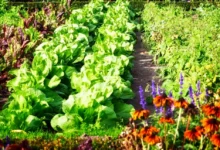 Os melhores cultivos, legumes e flores de jardim e horta para plantar em setembro
