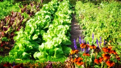 Os melhores cultivos, legumes e flores de jardim e horta para plantar em setembro