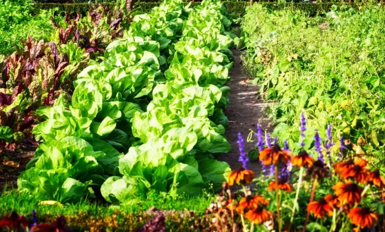 Os melhores cultivos, legumes e flores de jardim e horta para plantar em setembro