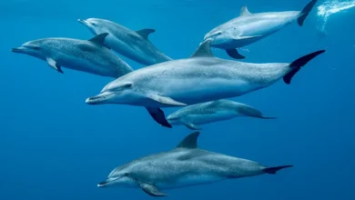 A evolução de golfinhos e baleias atingiu um limite que muda tudo: surpreendeu a ciência