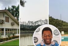 Rei Pelé, Fazenda, Gado, Fazenda do Rei Pelé