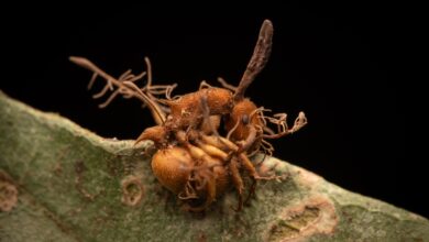 fungo transforma animais vivos em zumbis no Brasil