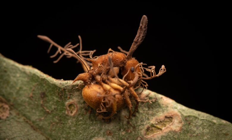 fungo transforma animais vivos em zumbis no Brasil
