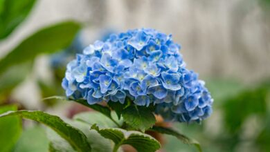 O segredo que ninguém te contou sobre hortênsias: especialistas pedem atenção