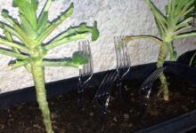 Cada vez mais jardineiros estão colocando um garfo de plástico em sua horta, e eles estão certos em fazer isso