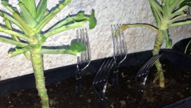 Cada vez mais jardineiros estão colocando um garfo de plástico em sua horta, e eles estão certos em fazer isso